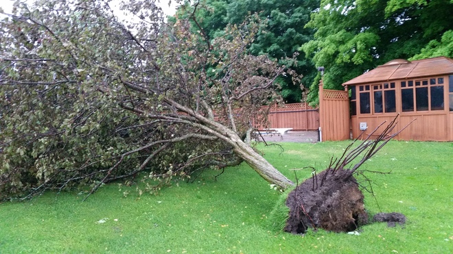 Tornado took down my tree Innisfil, Ontario Canada