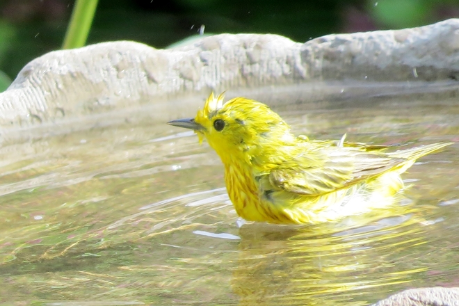 A Splash of Yellow Vanscoy, SK