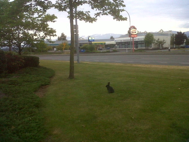 Rabbit hanging out. Comox Valley, British Columbia Canada