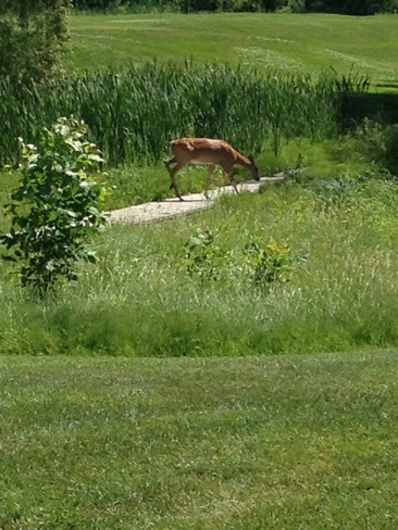 deer on golf course at wirk Ottawa, Ontario Canada