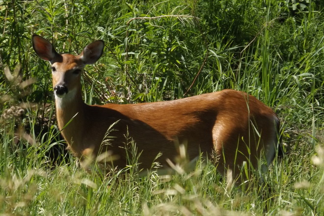 Deer Pembroke, Ontario Canada