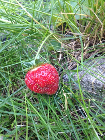 First strawberry of the year! Ottawa, Ontario Canada