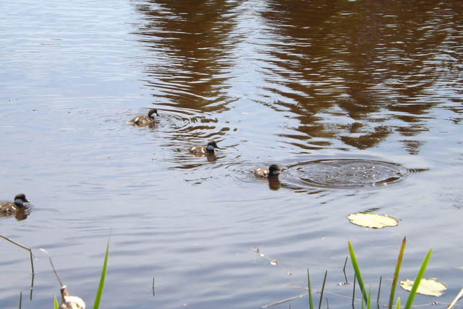 baby ducks Thunder Bay, ON