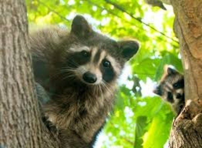 2 Raccoons peaking at me Buttonville, Ontario Canada
