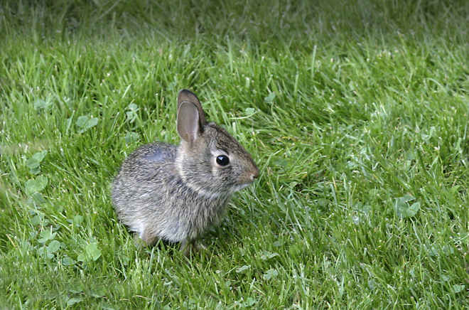 Baby Bunny Rabbit Oakville, ON