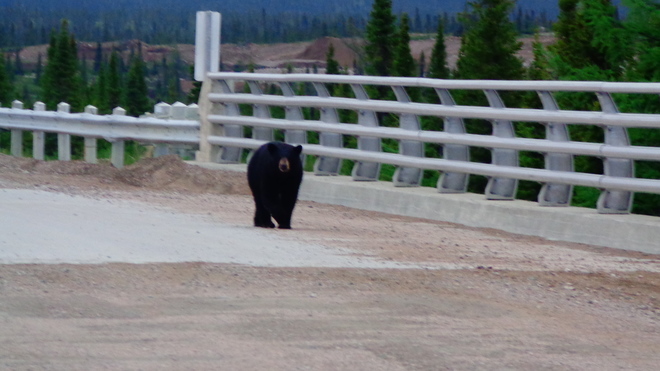 Black Bear Trans-Labrador Highway
