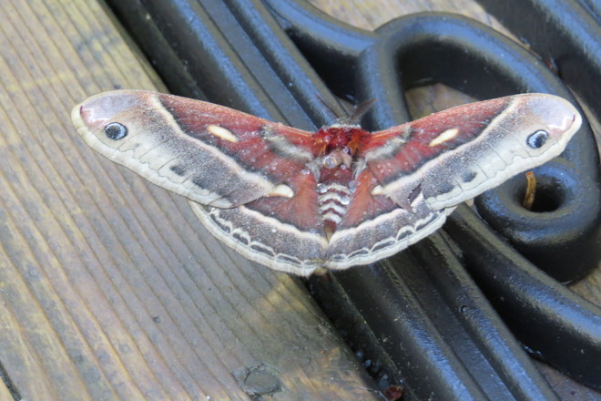 Cecropia Moth East Chester, Nova Scotia