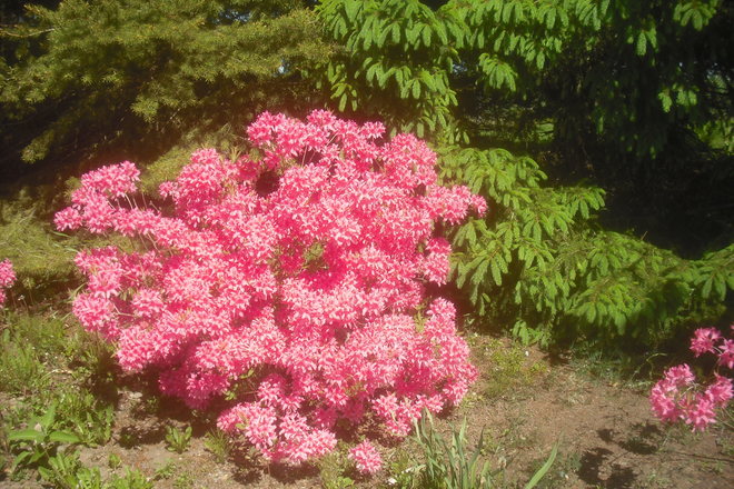 Pink Flowers with a "Glow" around them. Moncton, NB