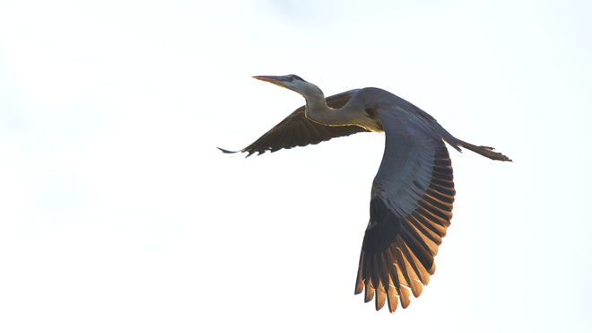 Great Blue Heron In Full Flight Ottawa, ON