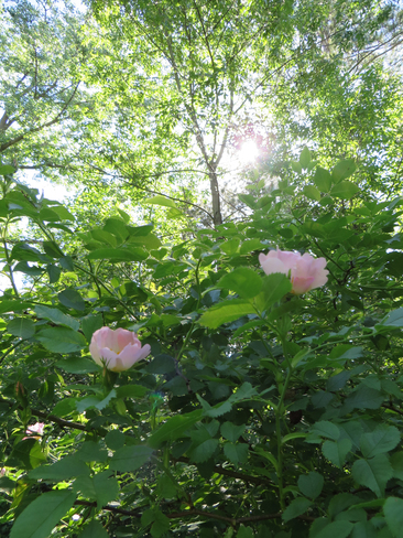 Wild Rose Bush Brantford, ON