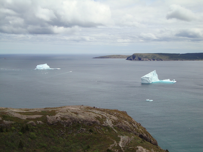 Icebergs and Pear Tree Blossoms Paradise NL and St. John's NL