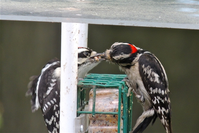Resident Downy Woodpecker - AKA - Heartly Does it again. 