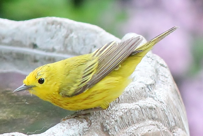 Yellow Warbler Vanscoy, SK