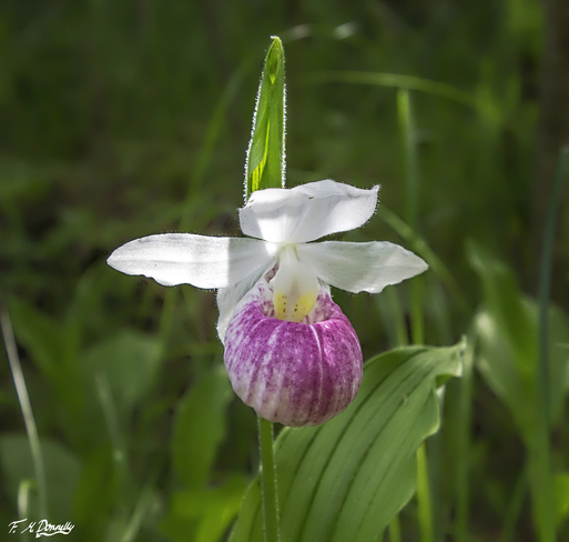 Wild Showy Lady Slipper Orchid Lanark Highlands, ON