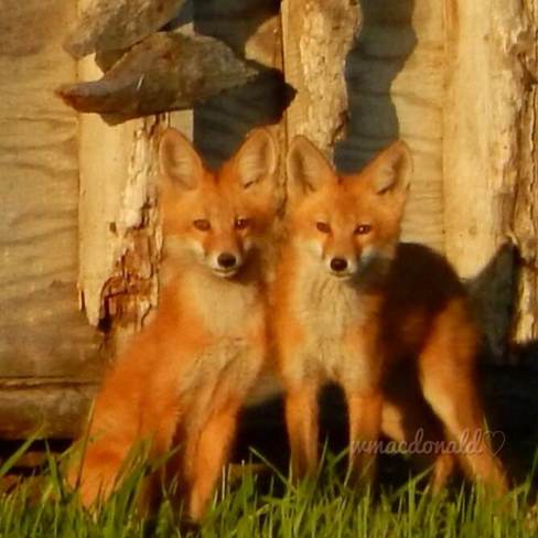 foxes Olds, Alberta Canada