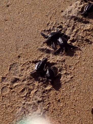 Baby Turtles Puerto Escondido, Oaxaca Mexico