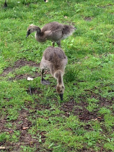 Baby Geese London, Ontario Canada