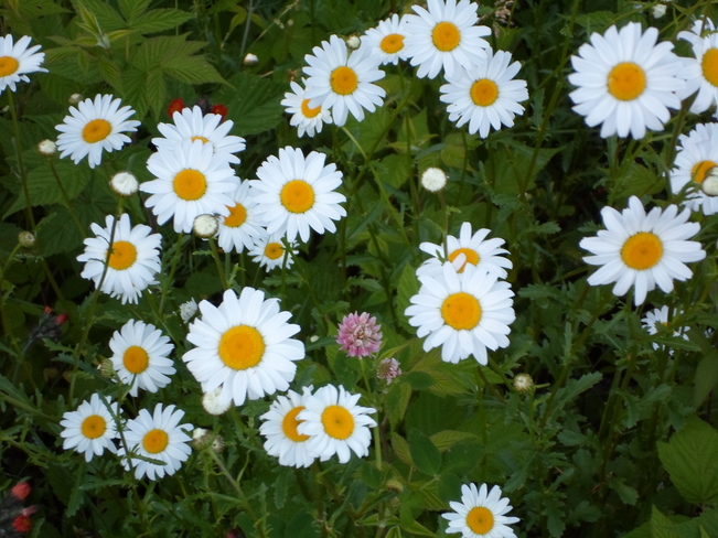 Beautiful Daisy's by The path at Lake Horne E.L. Elliot Lake, Ontario Canada