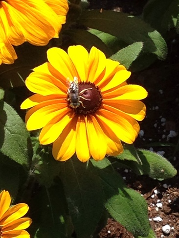 Bee on Flower Erieau, Ontario Canada