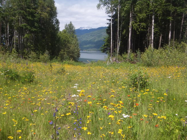 Wildflowers Revelstoke, British Columbia Canada