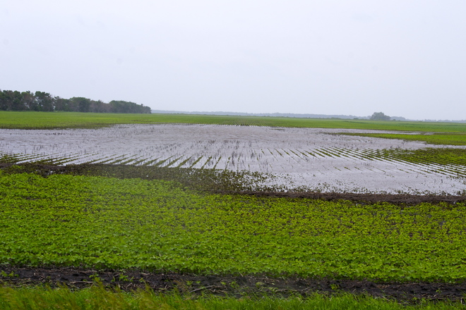 Bean Field under Surge of Rain Water in Southern Manitoba 