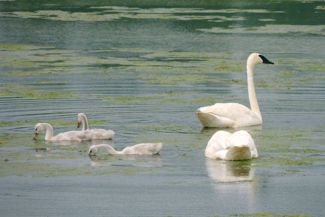 Trumpeter Swan Cygnets Go for the Gusto 