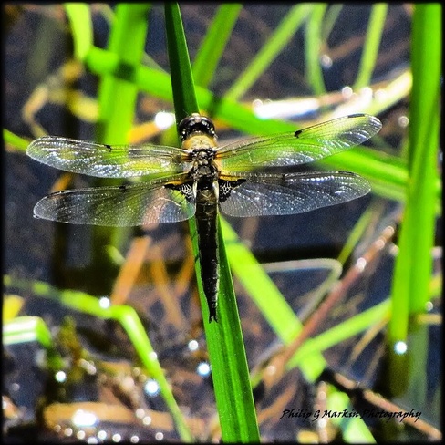 Dragonfly Nelson, British Columbia Canada