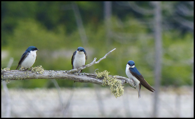 Swallows, Elliot Lake. 