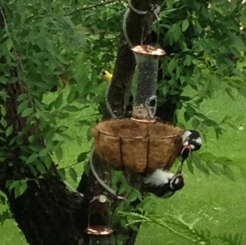 momma woodpecker feeding baby Pine Falls, Manitoba Canada