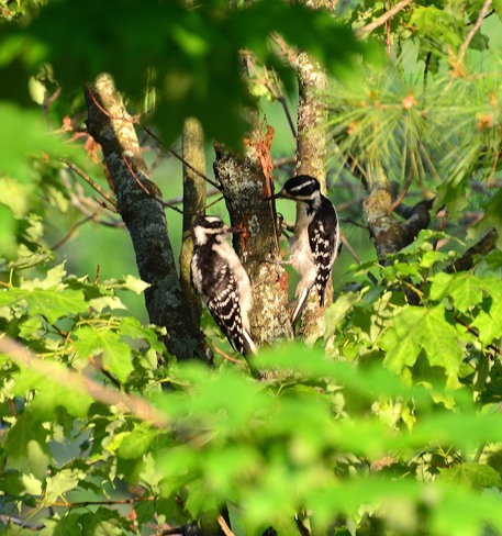 Pair of female Hairy Woodpeckers Kingston, Ontario Canada