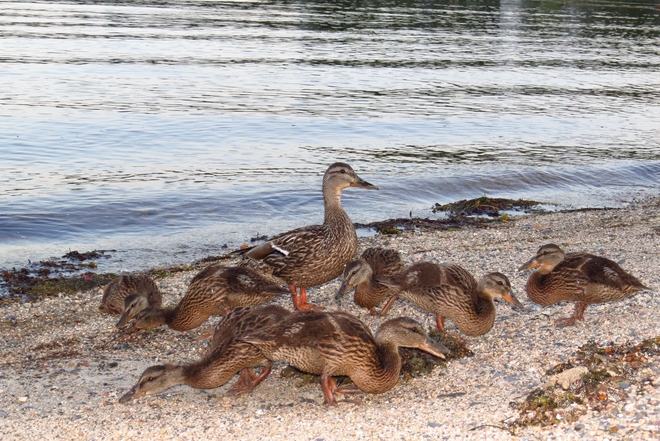 Mother Mallard Surrounded By Her Goslings (7) Chester, Nova Scotia Canada