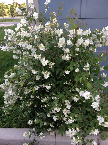 White Flower Vines Brandon, Manitoba Canada
