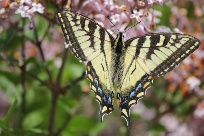 Beautiful Butterfly Vanscoy, Saskatchewan Canada