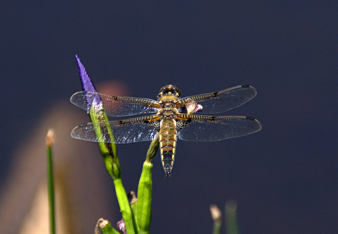 Dragonfly and Blue Flag Iris Riverport, Nova Scotia Canada