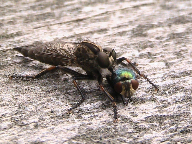 Robber Fly Capreol, ON
