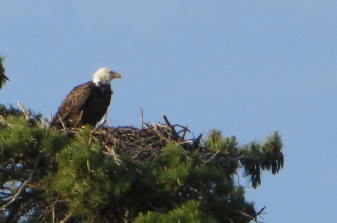 Eagle on Nest Pointe au Baril, ON