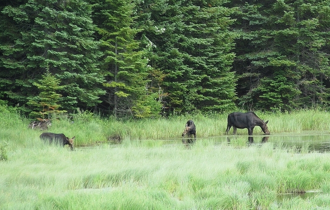 Moose Twins at Algonquin Whitney, ON