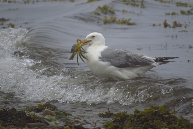 Herring Gull With Crab Chester, Nova Scotia Canada