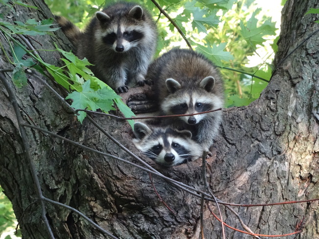 Racoon family ancaster, on