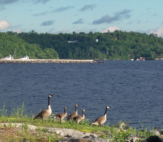 Canada geese on Ggeorgian bay Fitness Trail, Parry Sound, ON P2A, Canada