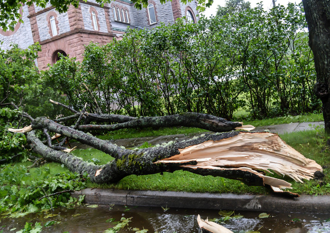 Large Tree Branch Down from winds from Tropical Storm Arthur in Saint John, NB Saint John, NB