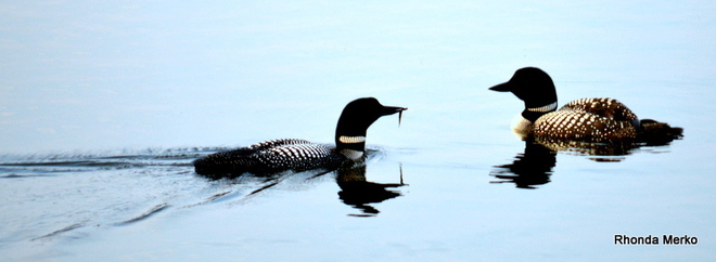 Family of Loons Yellowknife, NT