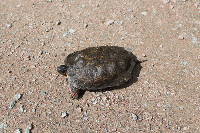 turtle in river denys,cape breton river denys,ns