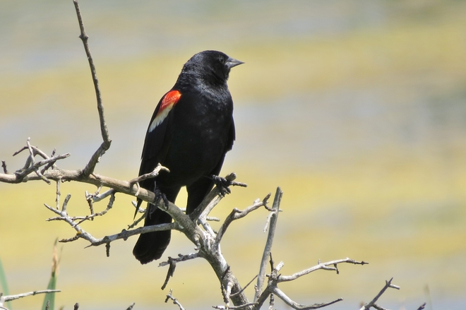 Red winged blackbird Vanscoy, SK