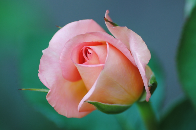Beauty in a Rose Kingston, ON