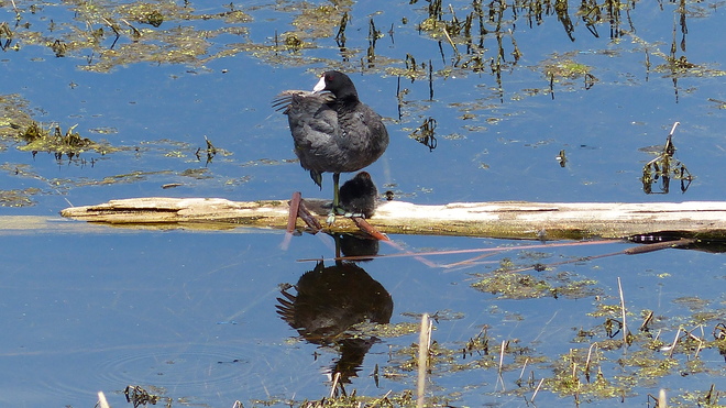 American coot duck shading her duckling Grand Forks, BC