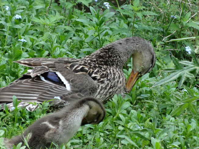 Duck see, duck do. Cambridge, ON
