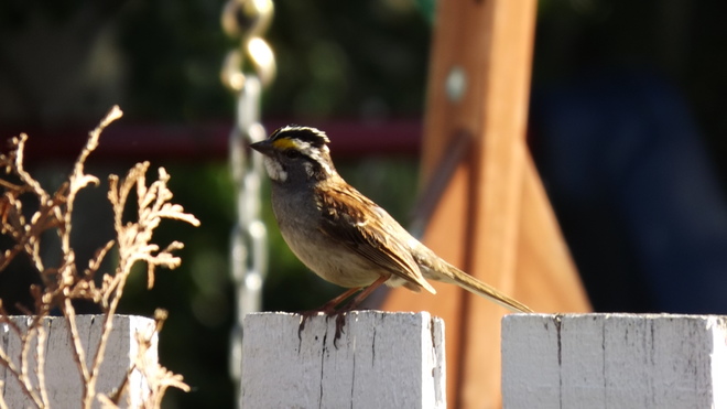 White throated sparrows feed on our lawn Fort McMurray, AB