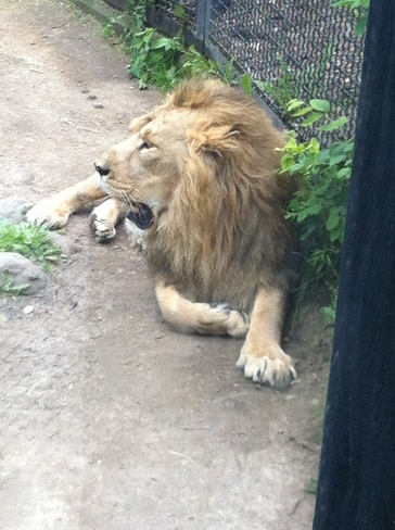 lion at the zoo Winnipeg, Manitoba Canada