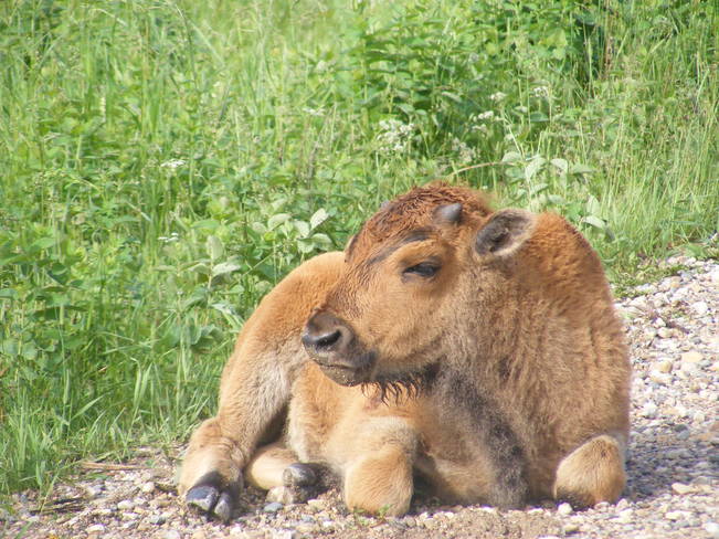 Young Bison, Riding Mountain National Park Winnipeg, MB